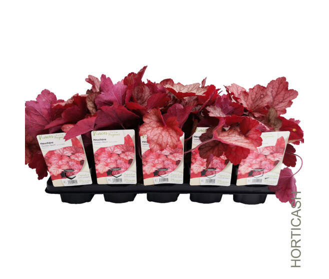 HEUCHERA GEORGIA PEACH