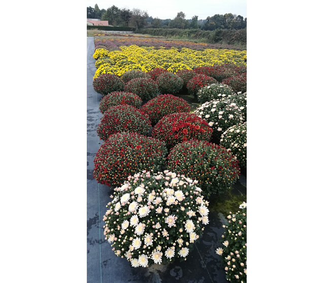 CHRYSANTHEME MULTI COUPE