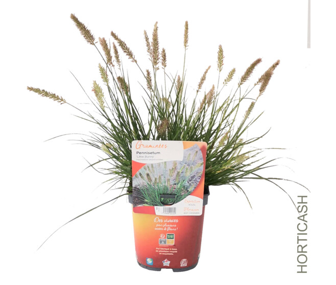 PENNISETUM ALOPECUROIDES LITTLE BUNNY
