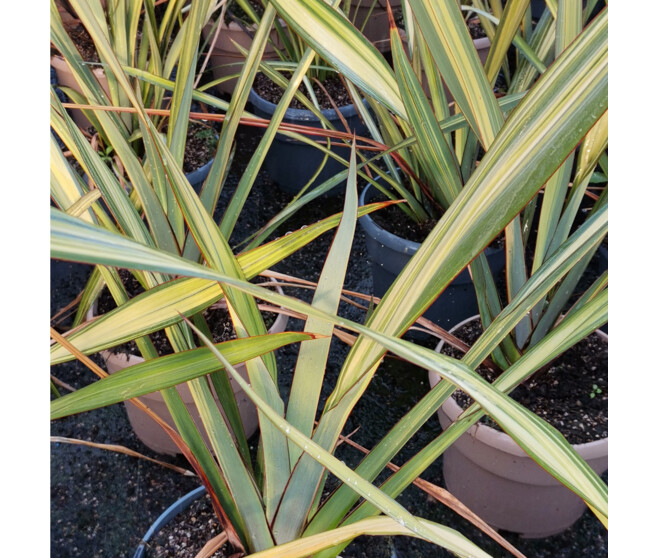 PHORMIUM TENAX APRICOT QUEEN