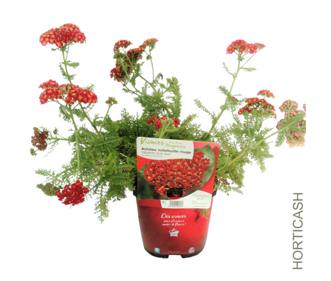 ACHILLEA MILLEFOLIUM DESERT RED