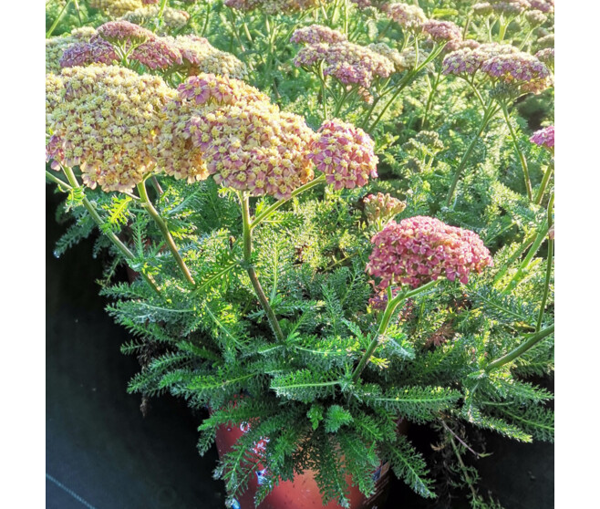 ACHILLEA MILLEFOLIUM DESERT EVE