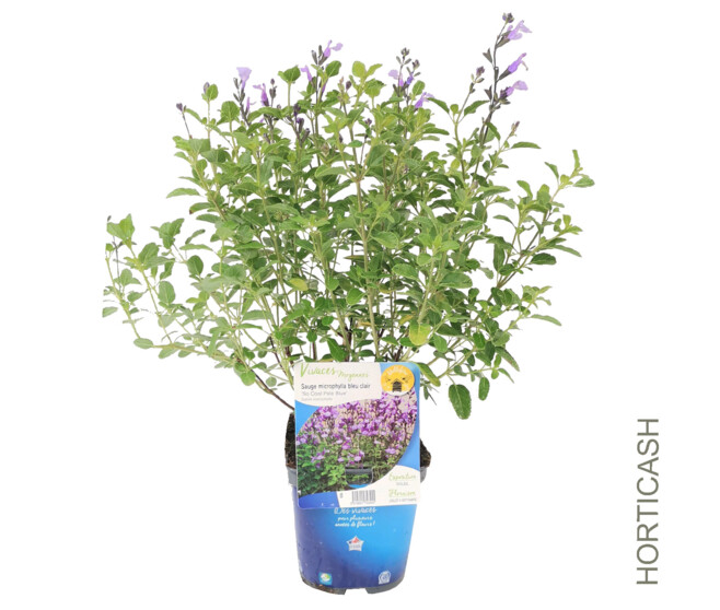 SAUGE MICROPHYLLA SO COOL BLEUE