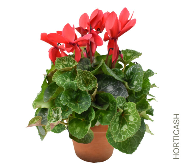 CYCLAMEN 40+ P TERRE