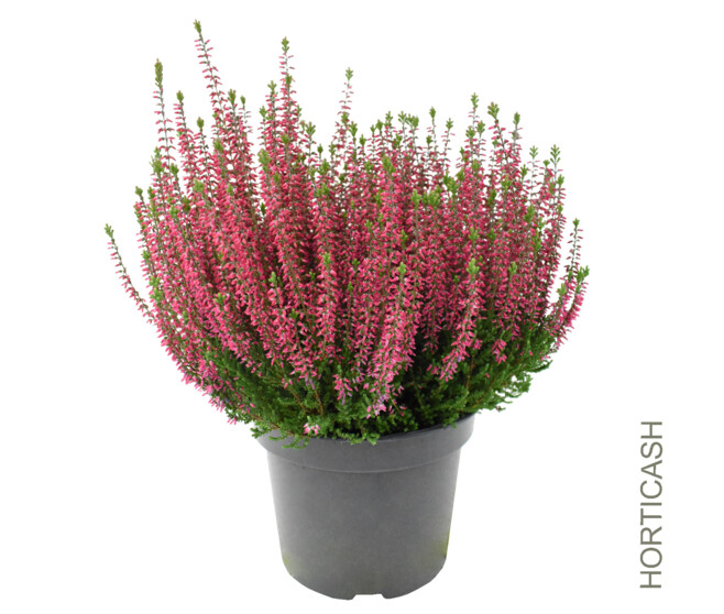 ERICA CALLUNA BEAUTY LADY