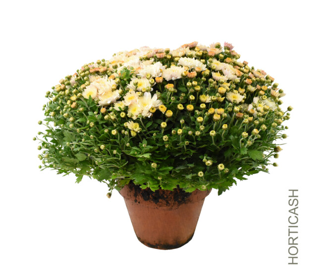 CHRYSANTHEME MULTI 40/45 P TERRE