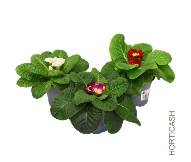 PRIMEVERE ACAULIS