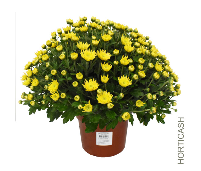 CHRYSANTHEME MULTI 35/40