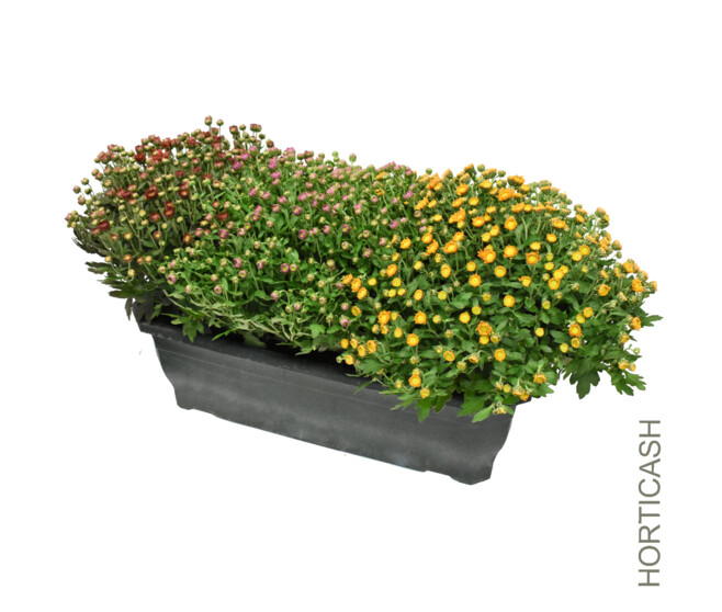 CHRYSANTHEME MULTI 3COULEURS JARD