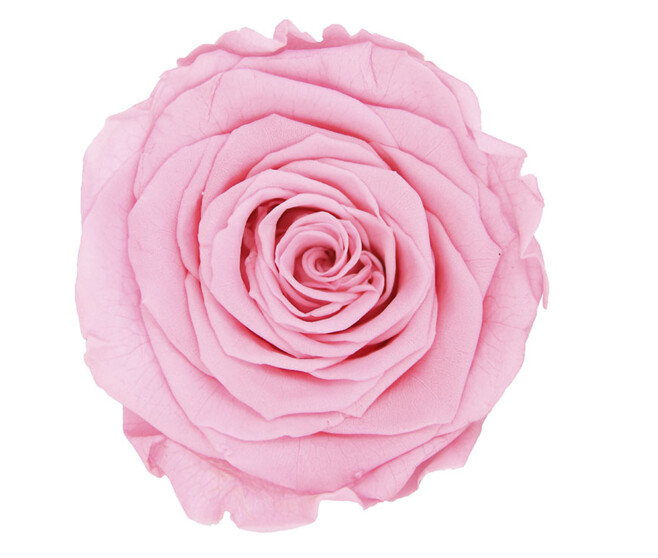 ROSES QUEEN STABILISEES ROSE PASTEL x5