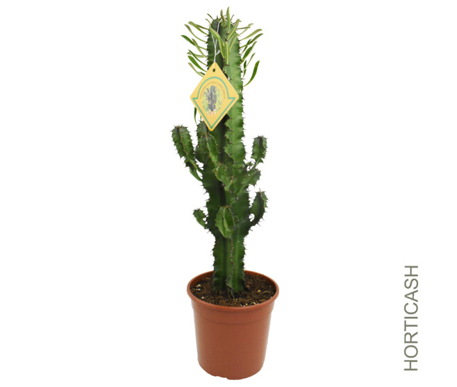 EUPHORBIA ERITREA