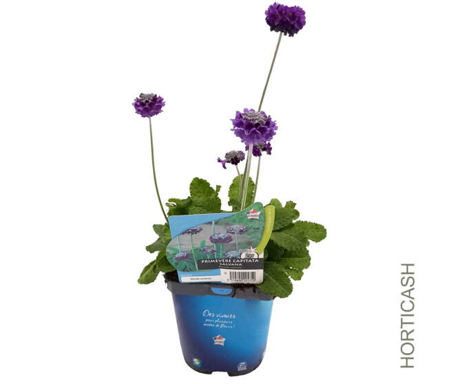 PRIMEVERE CAPITATA SALVANA