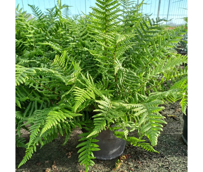 DRYOPTERIS AFFINIS