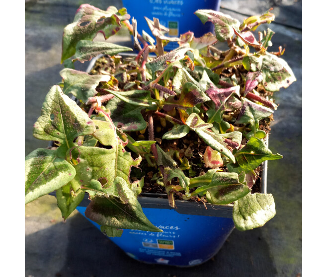 POLYGONUM MICROCEPHALA PURPLE FANTASY