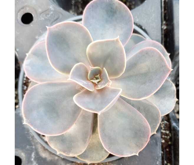 ECHEVERIA PERLE VON NURNBERG