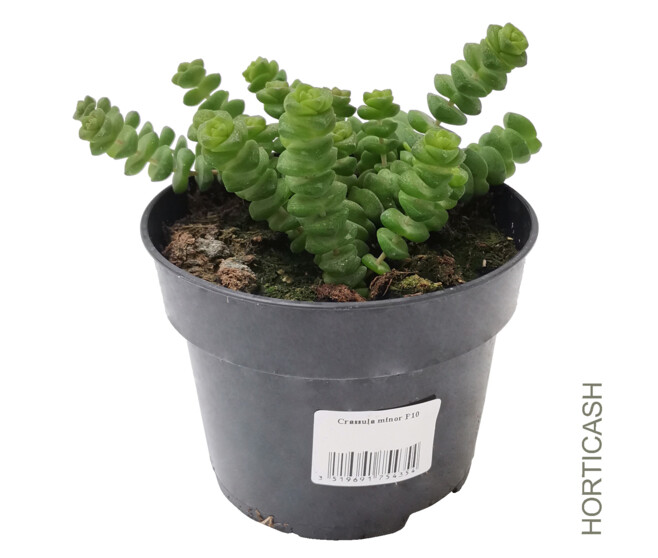 CRASSULA MINOR
