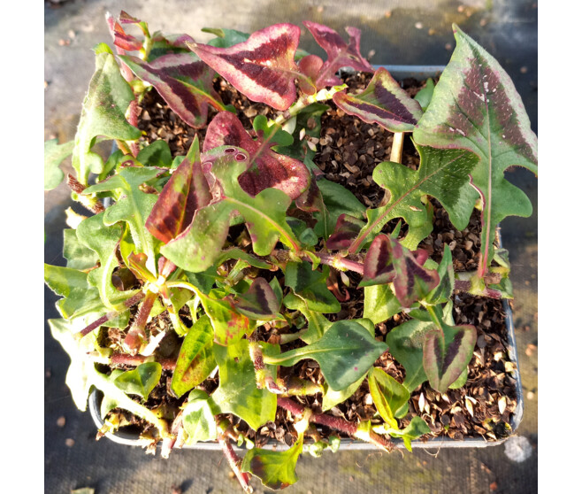 POLYGONUM MICROCEPHALA PURPLE FANTASY