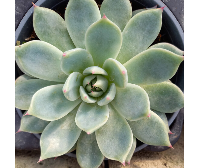 ECHEVERIA PARVA