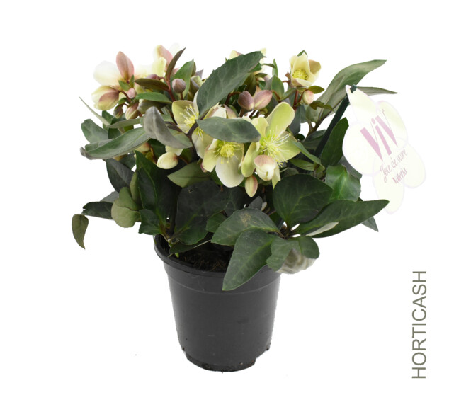 HELLEBORE VALERIA
