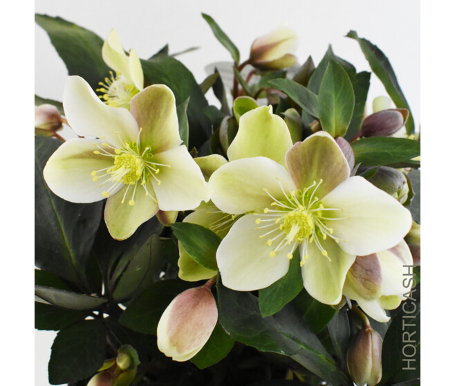 HELLEBORE VALERIA