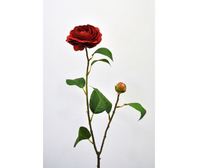 CAMELIA BR ROUGE