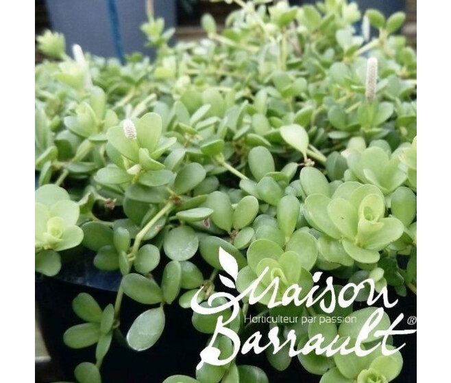 PILEA DEPRESSA PITTORESQUE