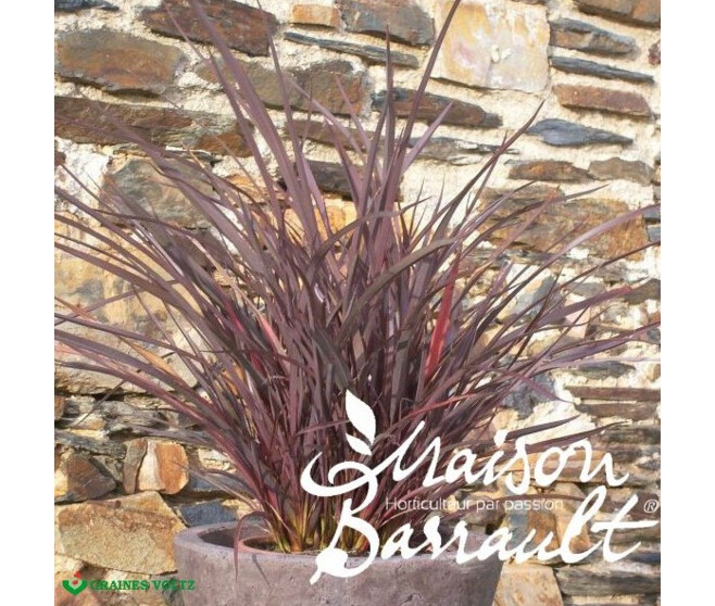 PHORMIUM AMAZING RED