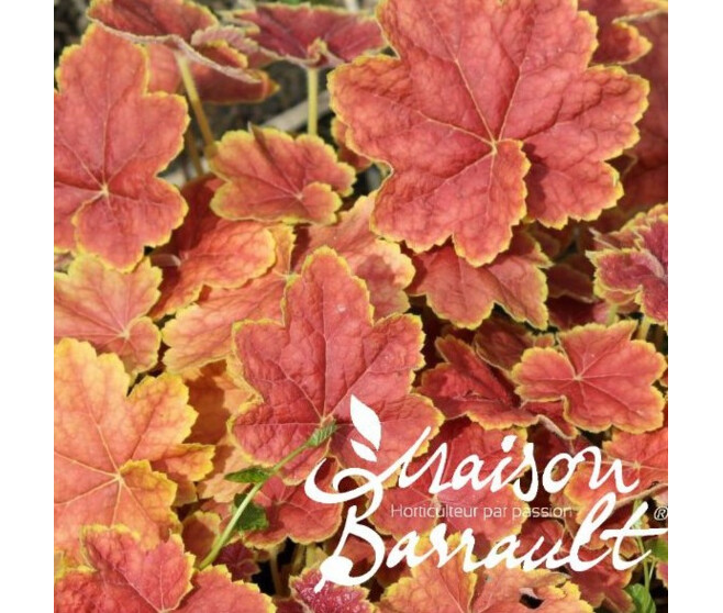 HEUCHERA MICRANTHA TIRAMISU