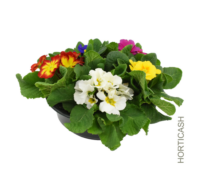 PRIMEVERE ACAULIS X5 COUPE