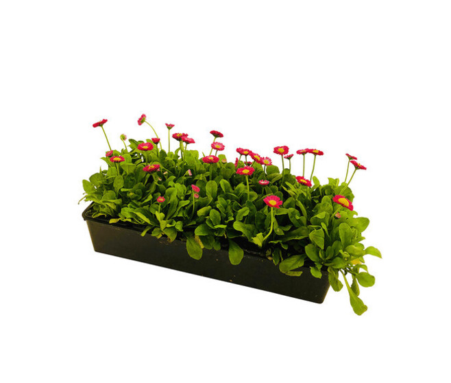 PAQUERETTE BQ10