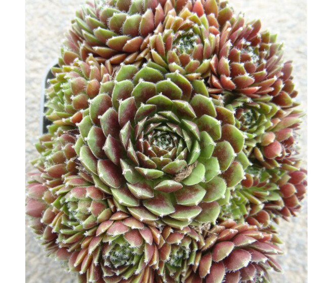 SEMPERVIVUM CHICK CHARMS STARBUST