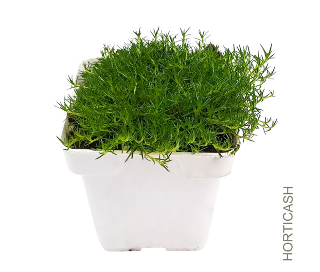 SAGINA SUBULATA
