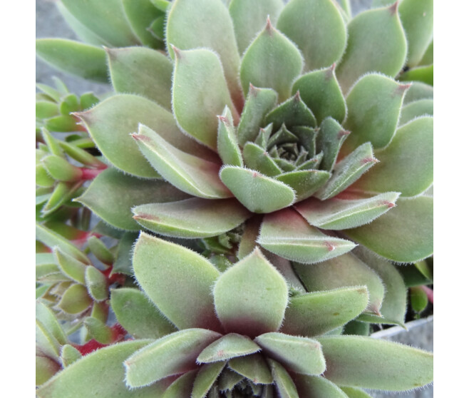 SEMPERVIVUM CHICK CHARMS SILVER SUEDE