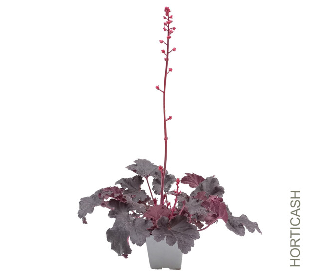 HEUCHERA TIMELESS NIGHT