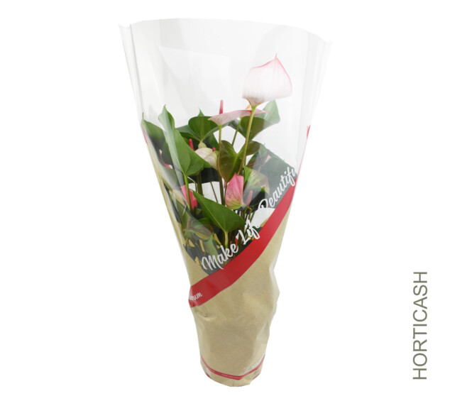 ANTHURIUM ANDREANUM AMALIA ELEGANCE &