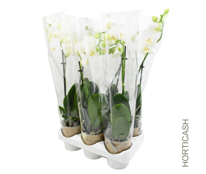 PHALAENOPSIS 1BR BLANC