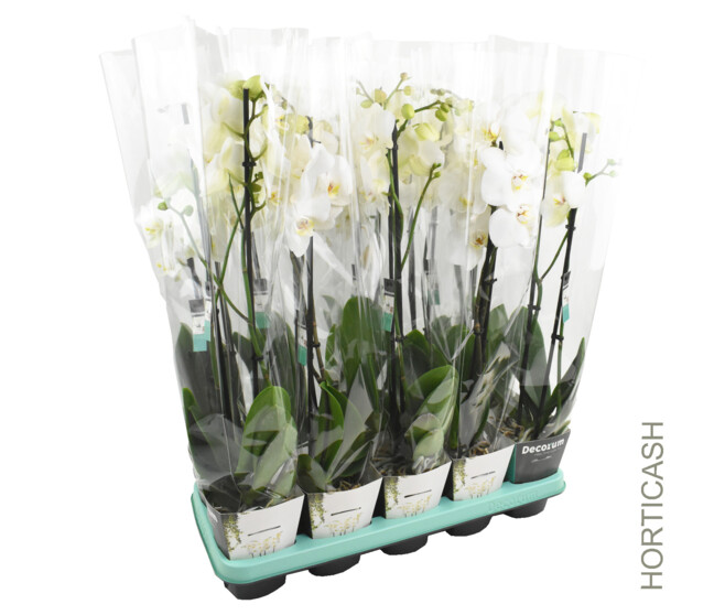 PHALAENOPSIS 2BR BLANC
