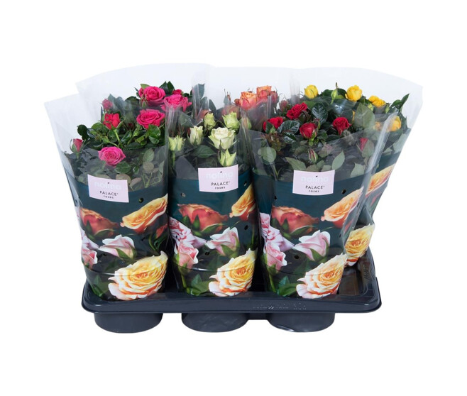 ROSIER PALACE &