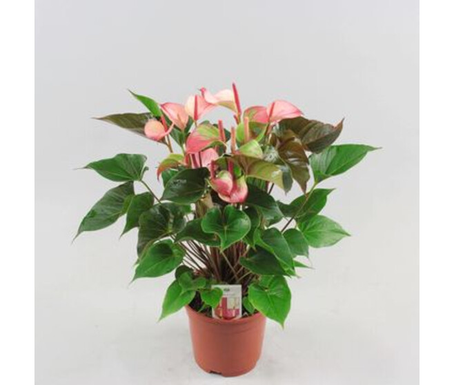 ANTHURIUM ANDREANUM AMALIA ELEGANCE &