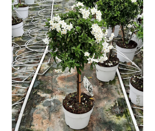 SOLANUM JASMINOIDES TIGE HT70