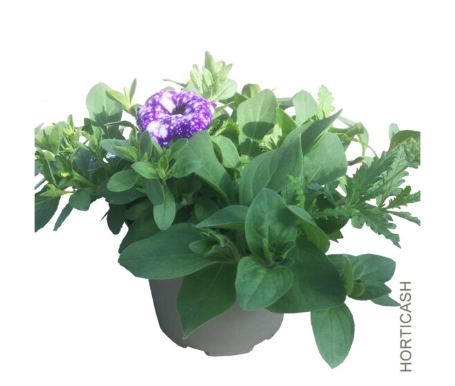 PLANTES MASSIF MELANGE X3