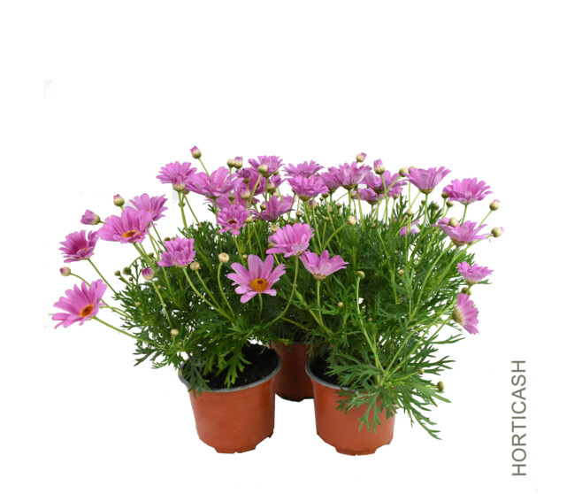 ANTHEMIS COULEUR