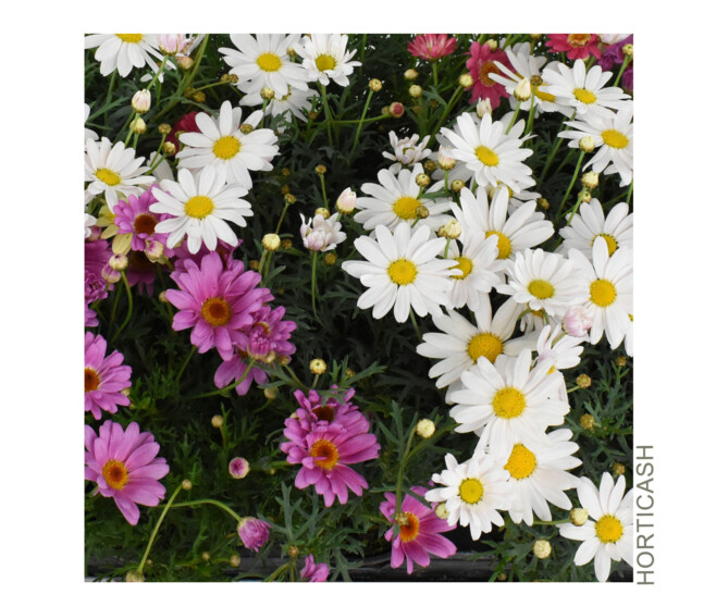 ANTHEMIS COULEUR