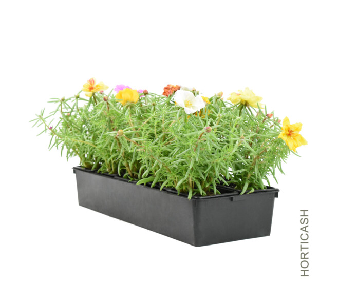 PORTULACA POURPIER BQ10