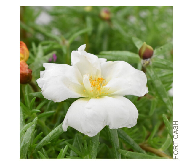 PORTULACA POURPIER BQ10