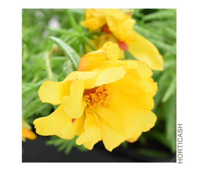 PORTULACA POURPIER BQ10