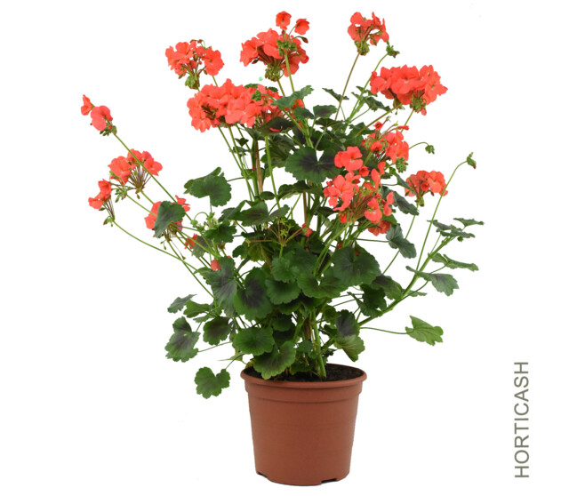 GERANIUM ANTIK