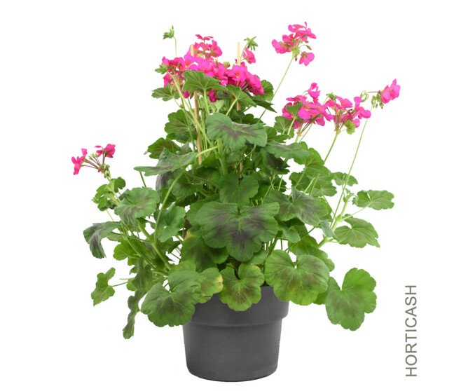 GERANIUM ANTIK