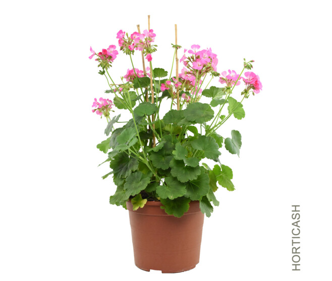 GERANIUM ANTIK