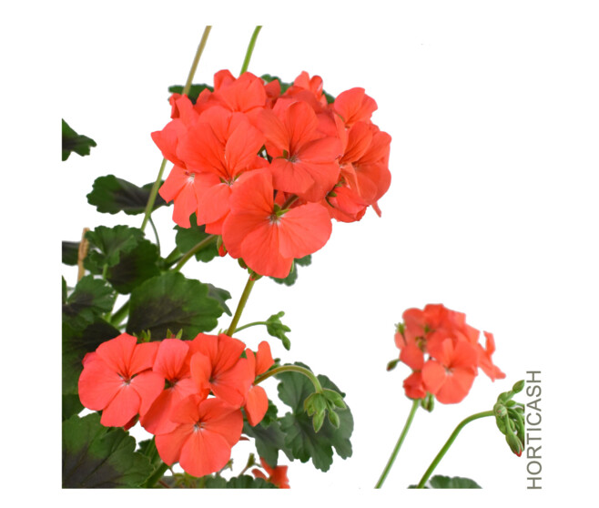 GERANIUM ANTIK